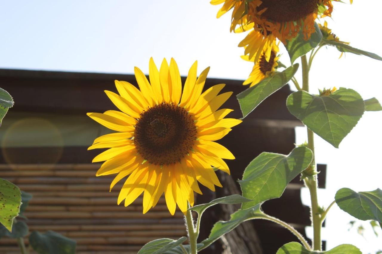 Il Girasole Alloggio Villa Fluminimaggiore Kültér fotó